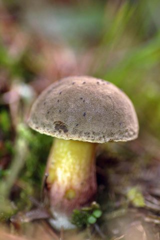 Boletus queletii